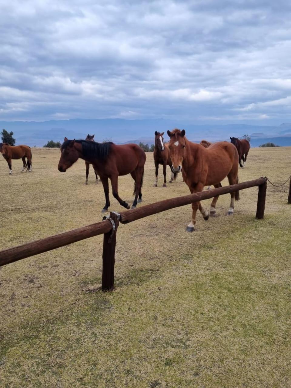 Pensjonat Drakensberg Mountain Retreat Bergville Zewnętrze zdjęcie
